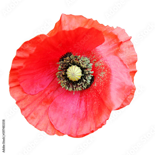  A single poppy flower, cut out on a transparent background