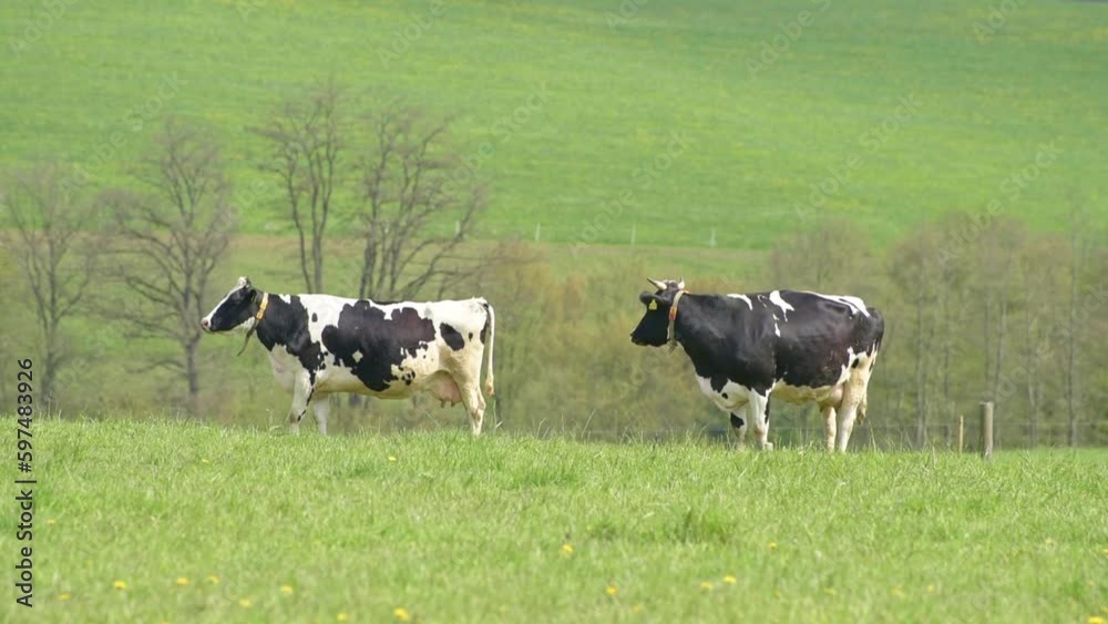 Two black and white spotted Fleckvieh cows standing in a field, beef cattle on a pasture in the rural countryside Two black and white spotted Fleckvieh cows standing in a field, beef cattle on a pasture in the rural countryside