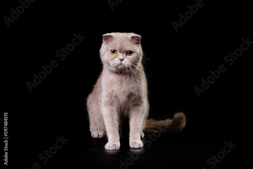 An elegant British shorthair cat sits and looks at the camera on a black background. Isolate