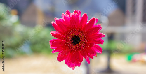 The flower of one red gerbera on the patio