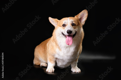 A corgi dog on a black background. Studio photo