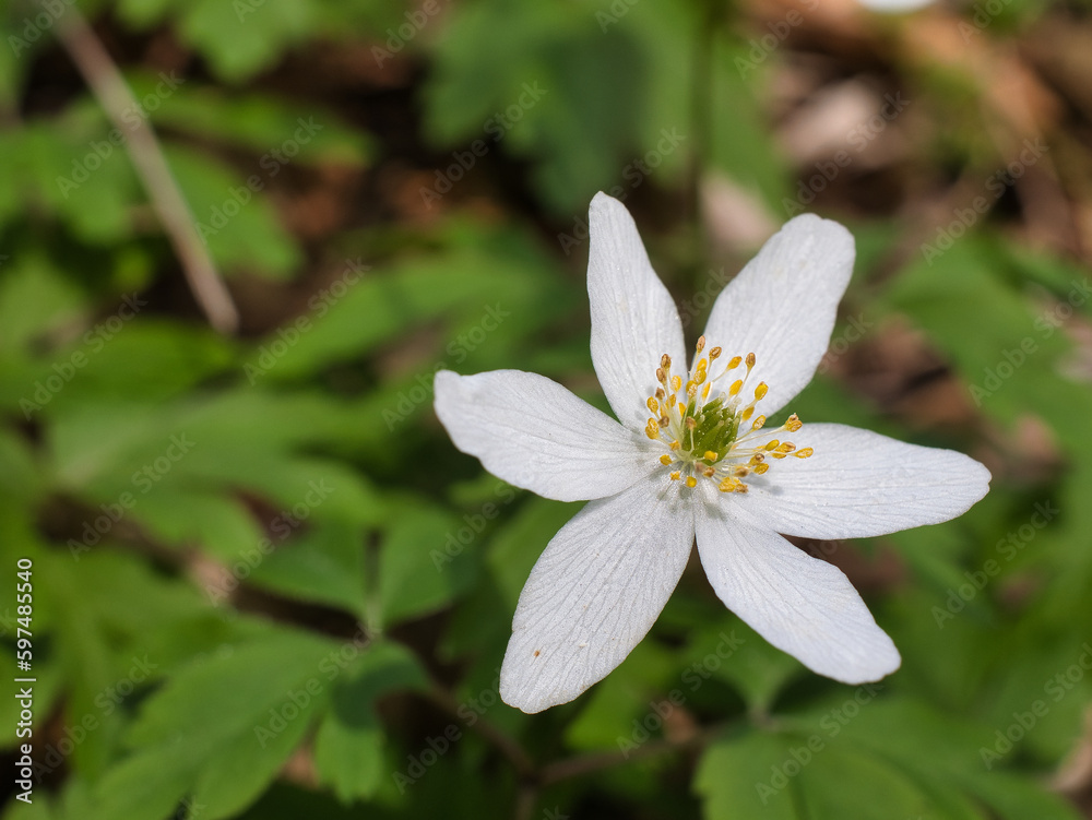 White flower of the species Anemonoides nemorosa (the wood anemone). Selective focus, blurred effect. Stamens with white filaments and yellow anthers White flower of the species Anemonoides nemorosa (the wood anemone). Selective focus, blurred effect. Stamens with white filaments and yellow anthers