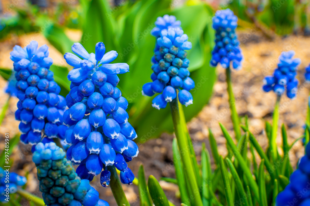 Flower bed with blue muscari close-up. Spring blooming of beautiful flowers Flower bed with blue muscari close-up. Spring blooming of beautiful flowers