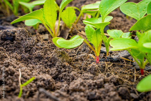 Young sprouts of a growing radish in a garden bed close-up. First green leaves of germinated red radish in soil