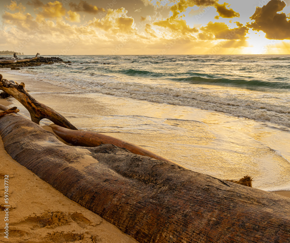 Driftwood on The Sandy Shores of Lydgate Beach on Lydgate Beach at Lydgate Beach Park, Lihue, Kauai, Hawaii, USA Driftwood on The Sandy Shores of Lydgate Beach on Lydgate Beach at Lydgate Beach Park, Lihue, Kauai, Hawaii, USA