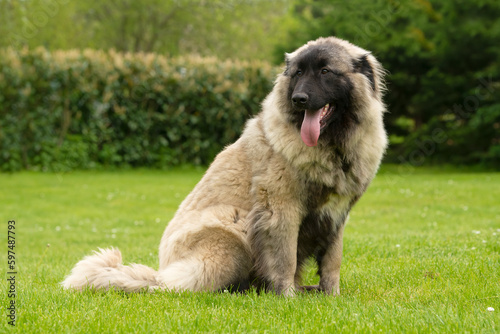 Photography Nine months old Estrela Mountain young dog
