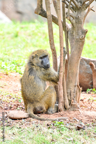 Northeast Chinese baboon climbing tree trunks  photographed at the Changsha Ecological Zoo in China.