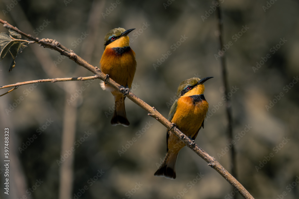 Two little bee-eaters face right on branch Two little bee-eaters face right on branch