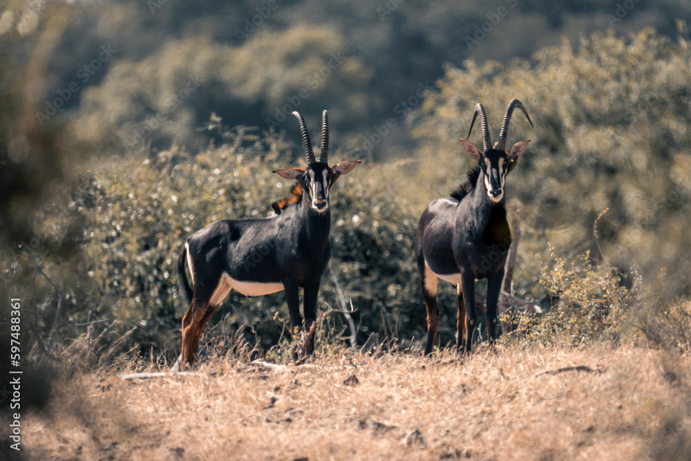 Fototapeta premium Two sable antelopes stand in grassy clearing