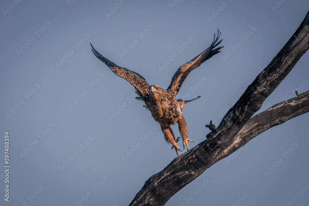 Fototapeta premium Tawny eagle takes off from dead tree