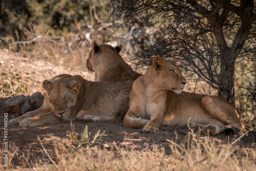 Three lionesses lie under bush in savannah