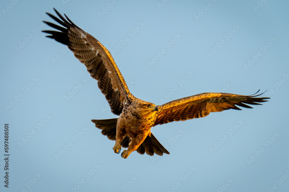 Fototapeta premium Tawny eagle flies under clear blue sky