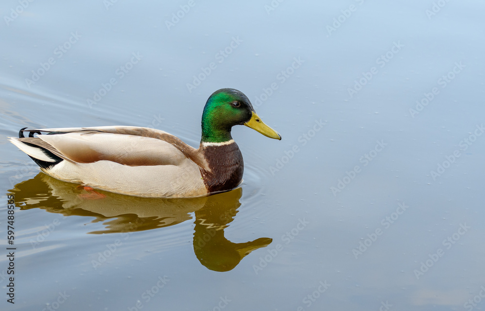 Fototapeta premium Pływająca kaczka odbijająca się na powierzchni wody