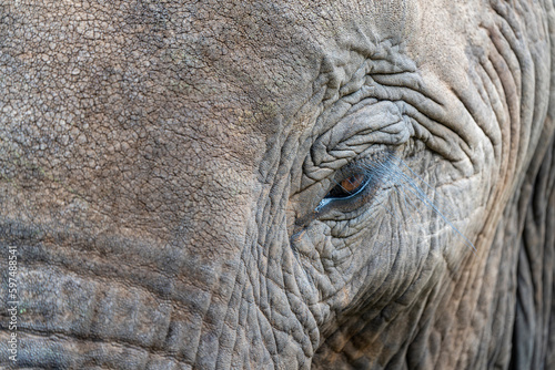 Tableau sur toile African Elephants in the Kruger National Park, Limpopo, South Africa, Balule