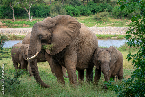 African Elephants in the Kruger National Park  Limpopo  South Africa  Balule  