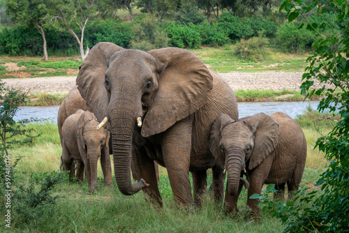 African Elephants in the Kruger National Park  Limpopo  South Africa  Balule  