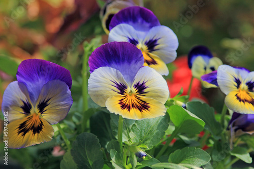 Vászonkép Purple flowers pansies on a flower bed in spring