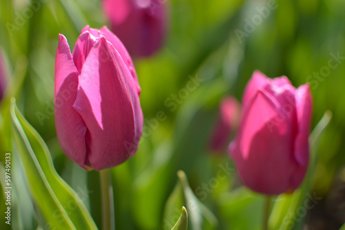 colorful blooming tulips in the garden