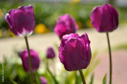 colorful blooming tulips in the garden