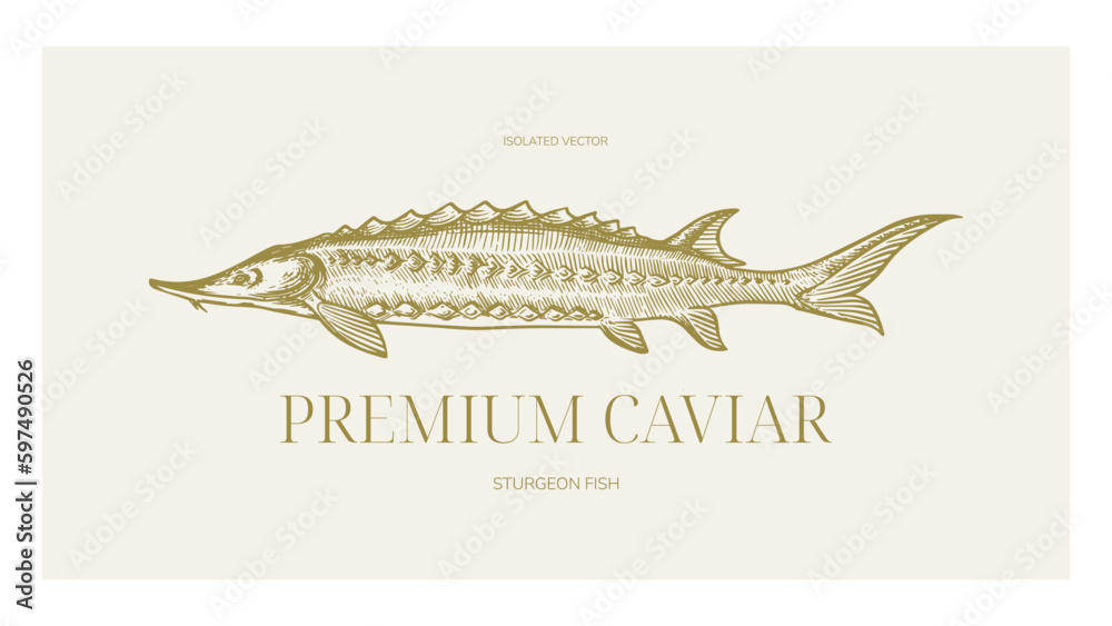 Αυτοκόλλητο Sturgeon fish or beluga caviar fish vintage classic style drawing for logo design, illustration, packaging design or else