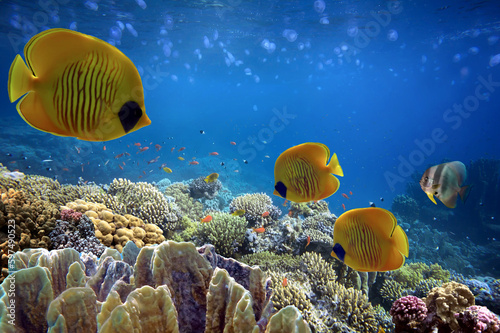 Wonderful and beautiful underwater world with corals and tropical fish.