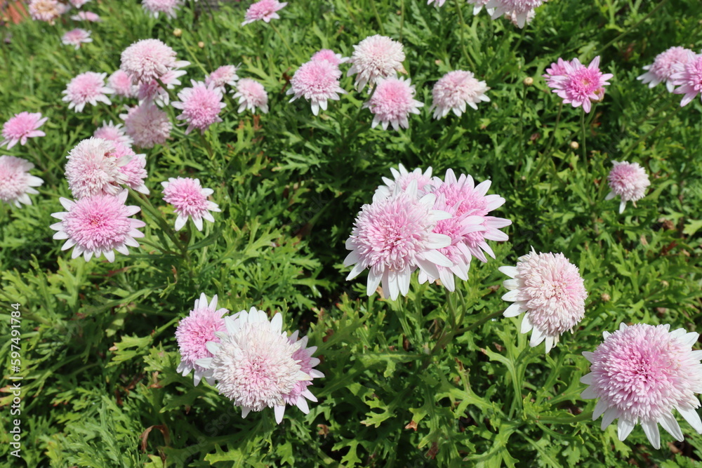 Marguerite daisy flowers on Madeira - Argyranthemum frutescens 'Madeira Crested Pink Improved' Marguerite daisy flowers on Madeira - Argyranthemum frutescens 'Madeira Crested Pink Improved'