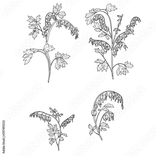 Set Of Black and White Dicentra Flower Plants