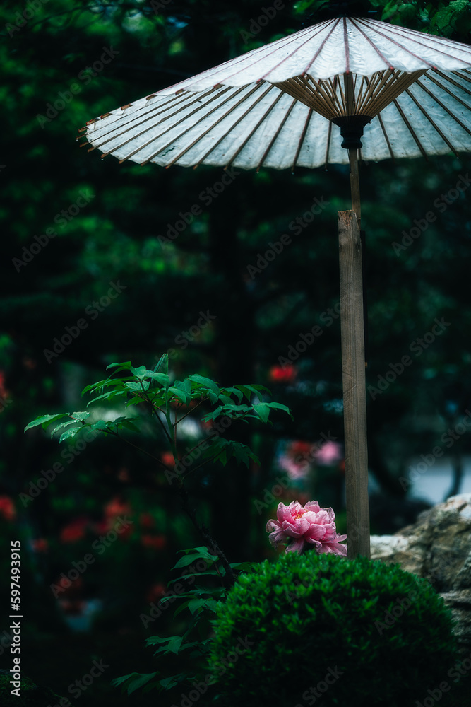 日本のお寺に咲いている牡丹の花