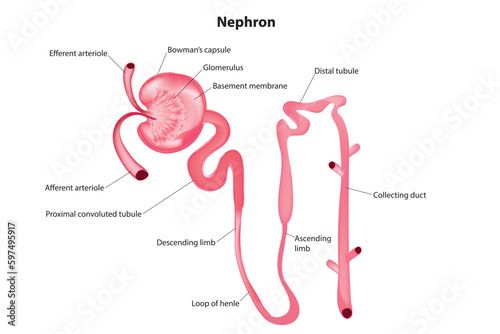Nephron photo