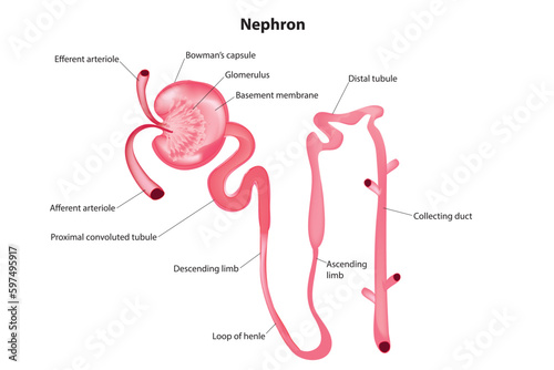 Nephron