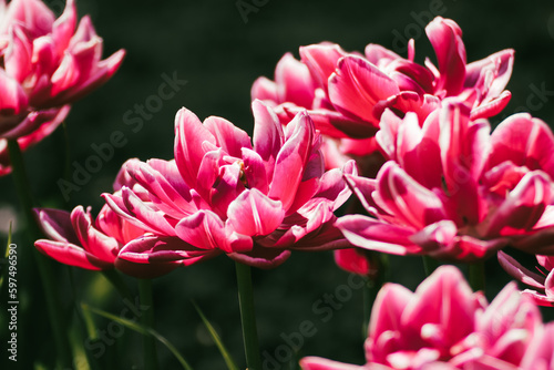 Pink with white decorative tulips flowers blooming with greenery, sunny spring flowerbed close-up with blurred background
