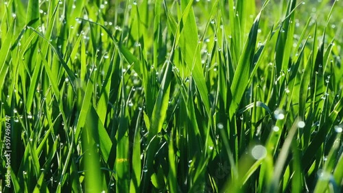 Fresh green grass with dew drops clips, dew drops on green grass footage, rain drops on green grass video.