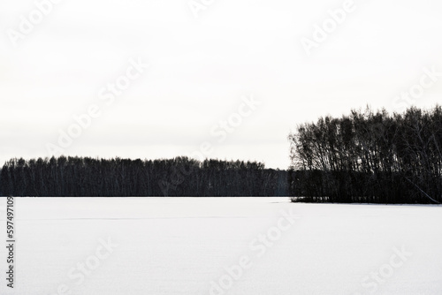 forest in winter