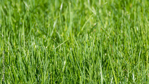 Green grass close-up with selective focus. Natural fresh weed shining lawn background. Vibrant spring nature pattern background