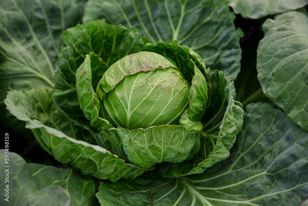 Head of cabbage on the field Head of cabbage on the field