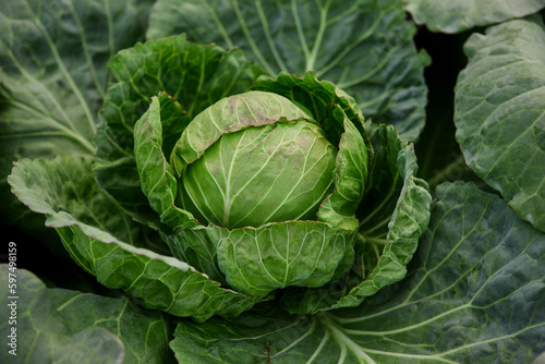 Head of cabbage on the field
