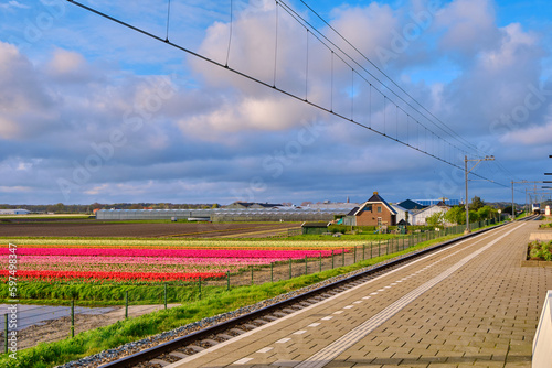 Endless rows of tulips in the Dutch bulb fields view from the train station platform in Hillegom.