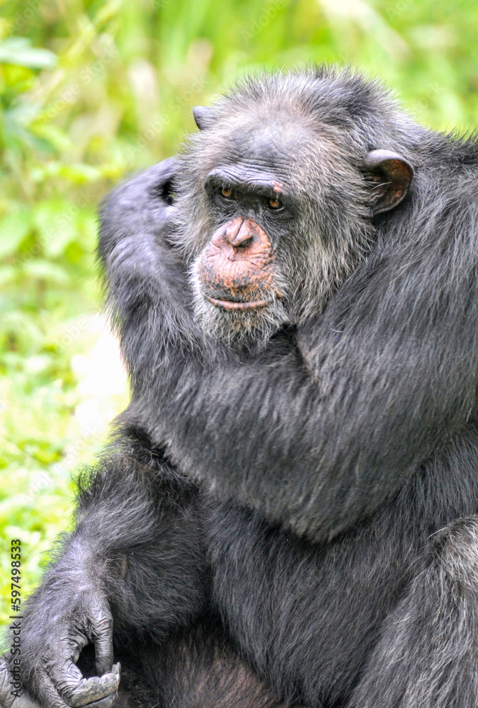 A chimpanzee playing on the grass, photographed at the Changsha Ecological Zoo in China. A chimpanzee playing on the grass, photographed at the Changsha Ecological Zoo in China.