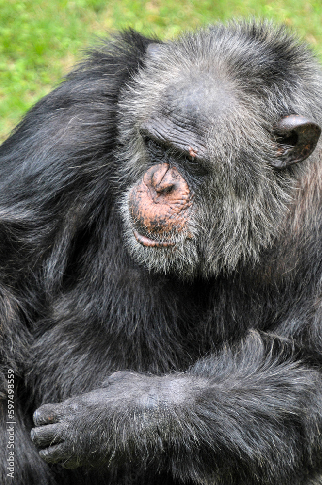 A chimpanzee playing on the grass, photographed at the Changsha Ecological Zoo in China.