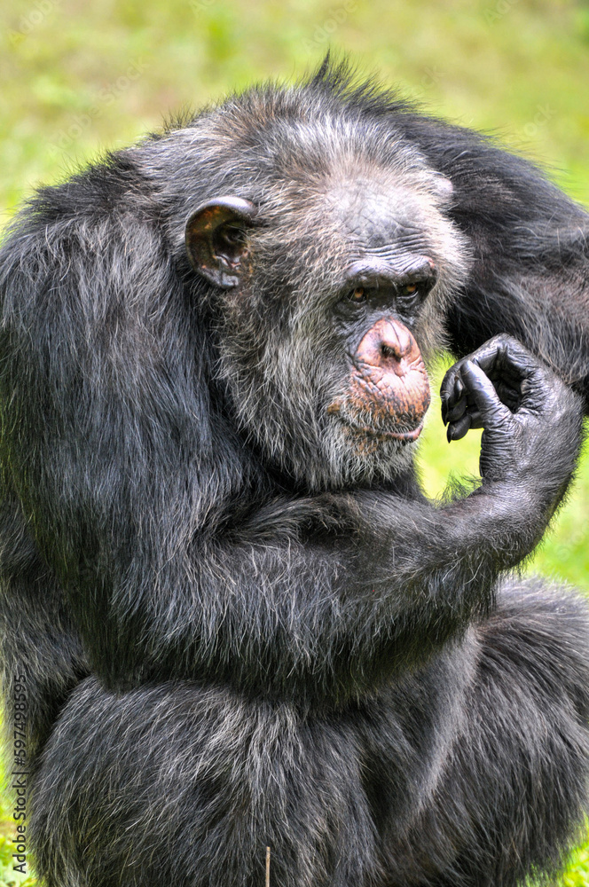 A chimpanzee playing on the grass, photographed at the Changsha Ecological Zoo in China. A chimpanzee playing on the grass, photographed at the Changsha Ecological Zoo in China.