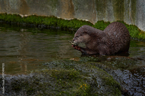 Oriental small-clawed otter, Aonyx cinereus, water mammal in the water, Kalkata, India. Urban wildlife in the town. Nature wildlife. Otter in the water.