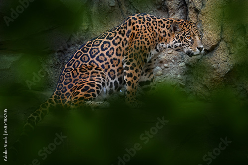 Jaguar in the nature, wild cat in in habitat, Porto Jofre in Brazil. Jaguar in green vegetation, river shore bank with rock, hiden in tree. Hunter in the habitat, South America. photo