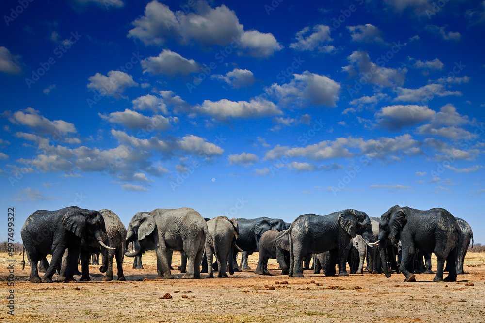 African elephant, Savuti, Chobe NP in Botswana. Wildlife scene from nature, elephant in habitat, Africa. Elepahnt herd group near the water hole, blue sky with clouds.     