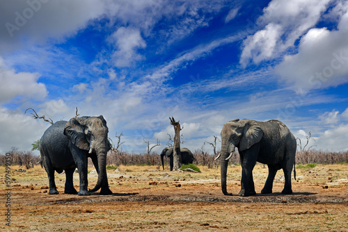 Dry season  hot day in Africa. Elephants with blue sky and white clouds  Savuti  Chobe NP in Botswana. Africa  nature wildlife. Waterhole withou water  hot season.