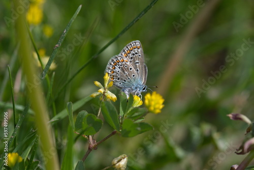 Schmetterling auf einer Blüte