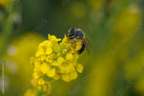 Biene bei der Arbeit