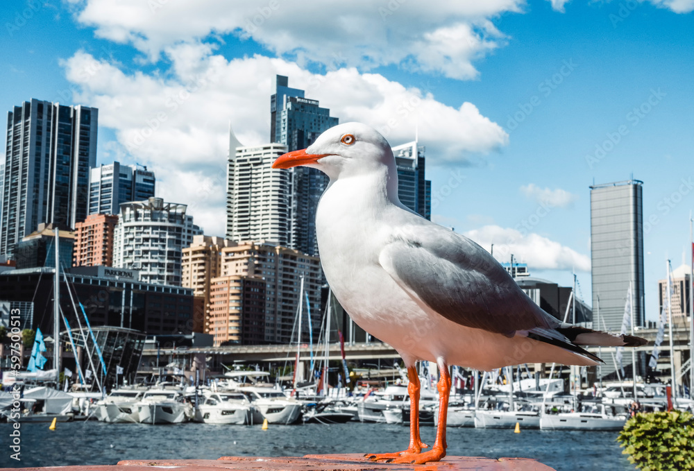 Φωτογραφία A seagull stand in front of the Skyscrapers and yachts in the Darling Habour in