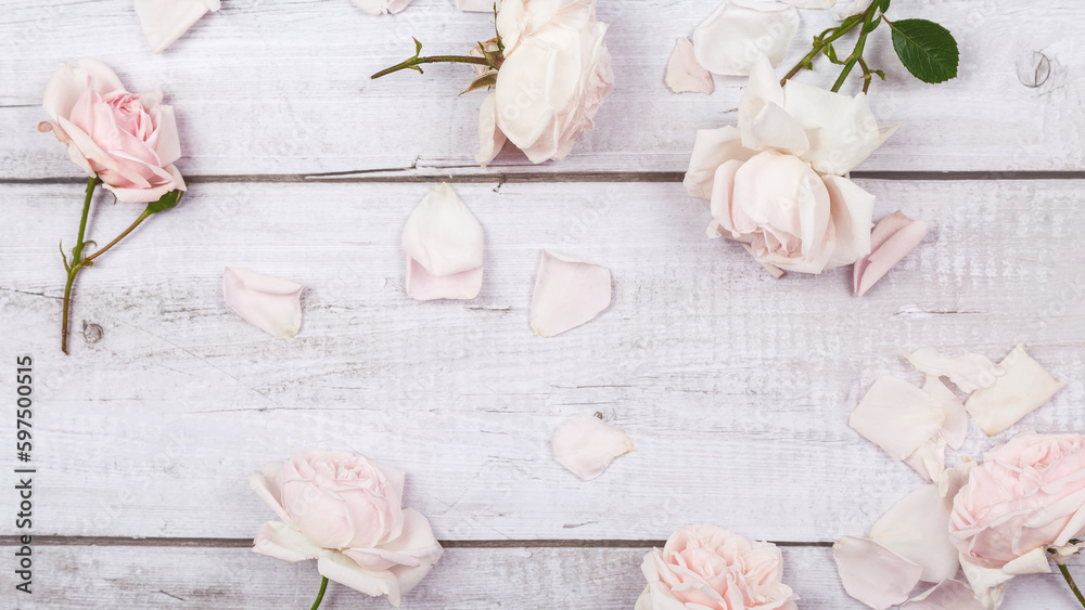 pink roses on white wooden background