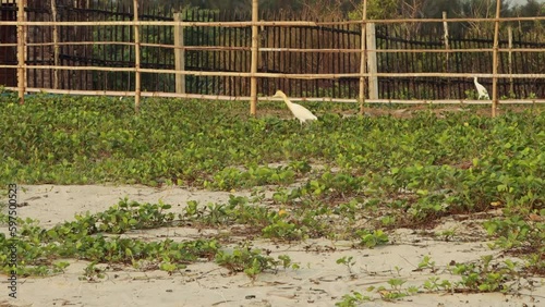 herons are finding food in the sandy field photo