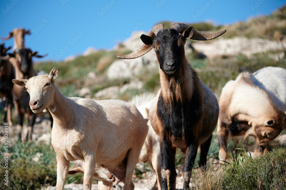 Herd of mountain goats grazing on grassy rocky hill Herd of mountain goats grazing on grassy rocky hill